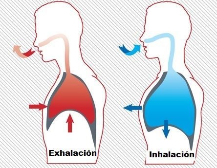 ciclos respiratorios